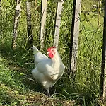 Energieautark In * Mariahof
