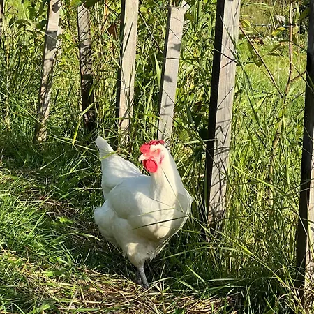 Energieautark In * Mariahof