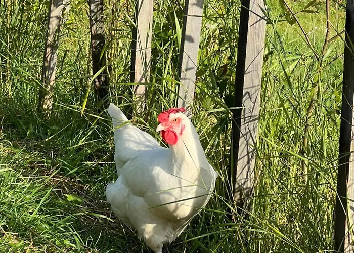 Energieautark In * 马里亚霍夫